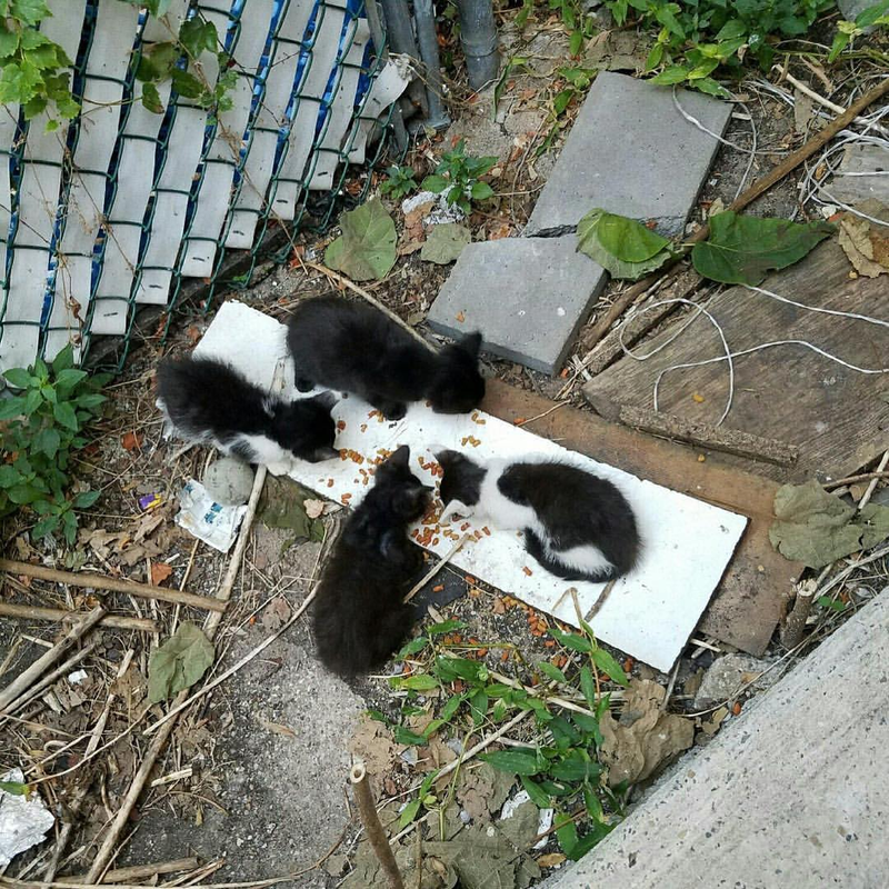 Illustration for article titled Guys, 4 kittens have shown up in my backyard. Please help.